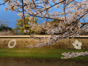 熊本城の桜