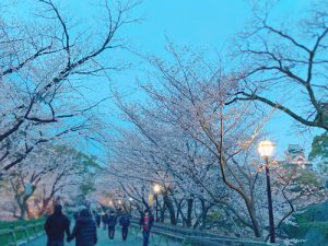 熊本城の桜