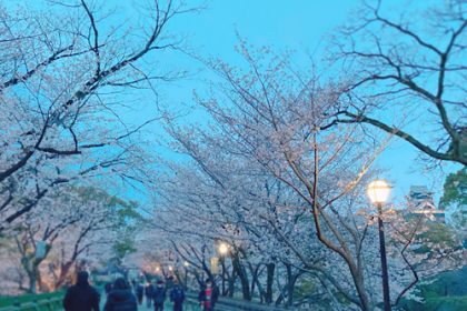 熊本城の桜