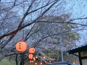 熊本城の桜